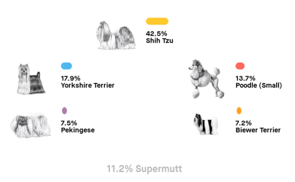 Embark dog DNA results