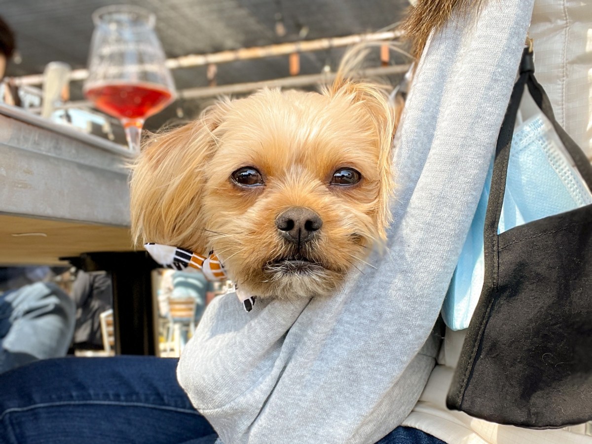 Hands-Free Pet Sling For Small&nbsp;Dogs